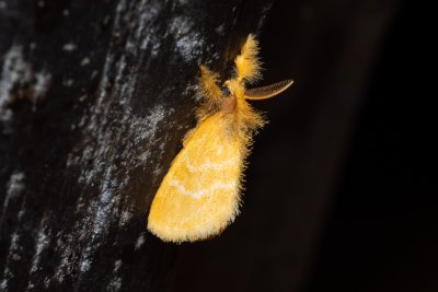 Euproctis sp.