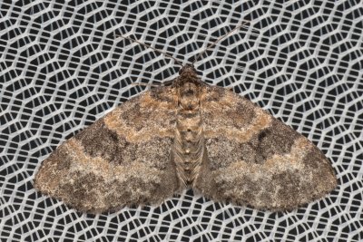 Pterapherapteryx sexalata (šedokřídlec vrbový), PP Pohoří na Šumavě