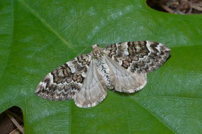 Thera sp.