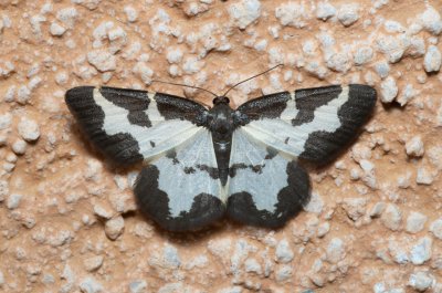 Lomaspilis marginata (skvrnopásník lískový)