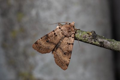Eugnorisma depuncta (osenice tečkovaná)