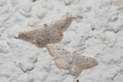 Idaea camparia (-)