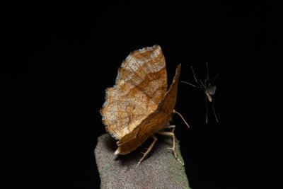 Cepphis advenaria (kropenatec borůvkový)