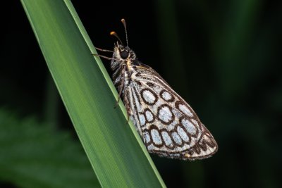 soumračník černohnědý