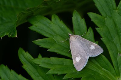 Udea alpinalis (zavíječ horský)