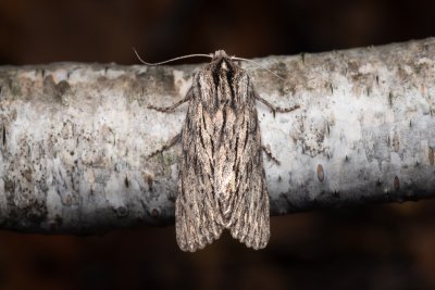 Asteroscopus sphinx (dřevobarvec pozdní), PR Kamenný vrch