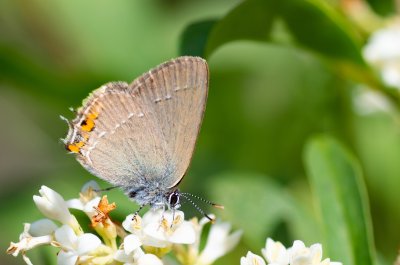 Satyrium acaciae (ostruháček kapinicový)