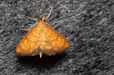 Ecpyrrhorrhoe rubiginalis (-)