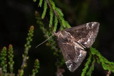 Hypena crassalis (zobonosec borůvkový), PP Pohoří na Šumavě