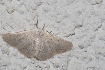 Dyscia raunaria (-)