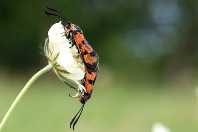 Zygaena laeta (vřetenuška pozdní)