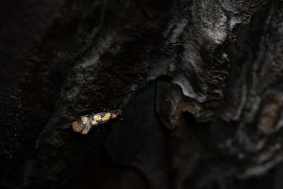 Decantha borkhausenii (-)