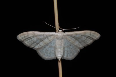 Idaea deversaria (žlutokřídlec lesní)