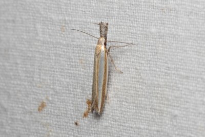 Pleurota aristella (-)