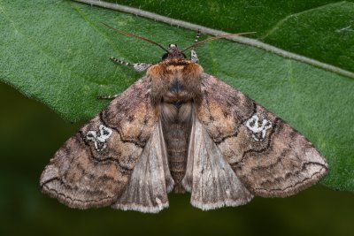 Tethea ocularis (můřice trojtečná)