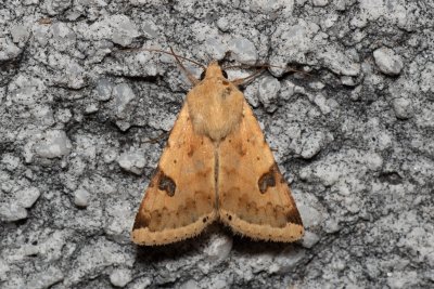 Heliothis peltigera (černopáska stěhovavá)