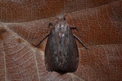 Galleria mellonella (zavíječ voskový)