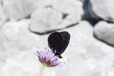 Erebia melas (-)