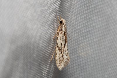 Archinemapogon yildizae (-)