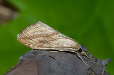 Evergestis forficalis (zavíječ zelný)