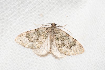 Euphyia frustata (píďalka žlutozelená)
