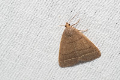 Simplicia rectalis (žlutavka jižní)