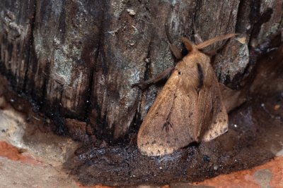 Spilarctia strigatula (-)