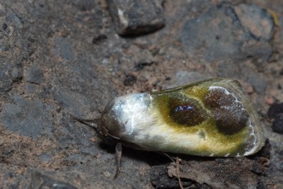 Acontia olivacea (-)