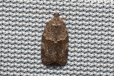 Syndemis musculana (-)