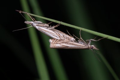 Crambus lathoniellus (travařík obecný), PP Pohoří na Šumavě