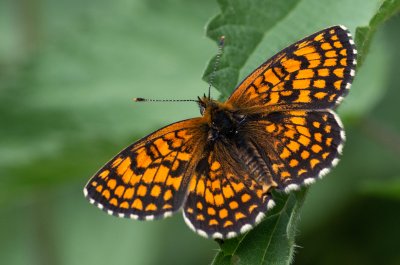 Melitaea athalia (hnědásek jitrocelový)