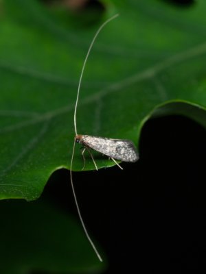Nematopogon robertellus (adéla borůvková)