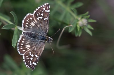 soumračník proskurníkový