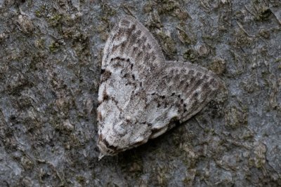 Nola confusalis (drobnuška brusnicová)