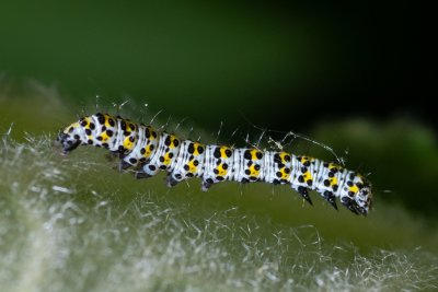 Shargacucullia verbasci (kukléřka diviznová)