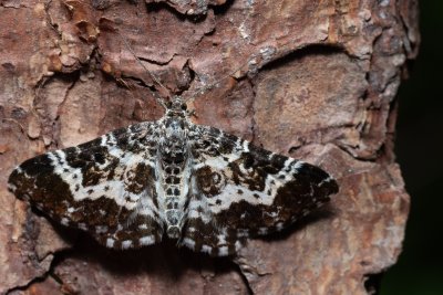 Epirrhoe tristata (píďalka povázková)