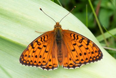 Argynnis aglaja (perleťovec velký)