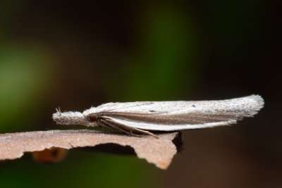 Pleurota bicostella (krásněnka dvoulemá)