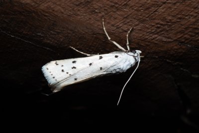 Myelois circumvoluta (zavíječ tečkovaný)