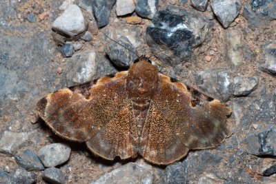 Diomea sp.