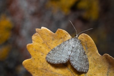 Trichopteryx carpinata (šedokřídlec habrový)