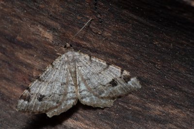 Macaria signaria (kropenatec jedlový)