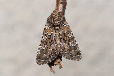 Hadena magnolii (můra zelenavá)