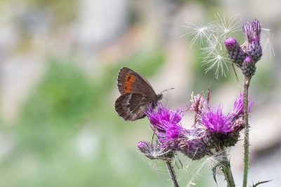 Erebia euryale (okáč rudopásný)