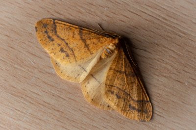 Agriopis aurantiaria (tmavoskvrnáč zlatavý)