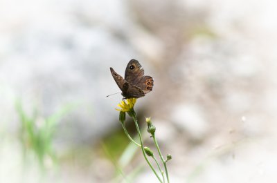 Lasiommata petropolitana (okáč stínovaný)