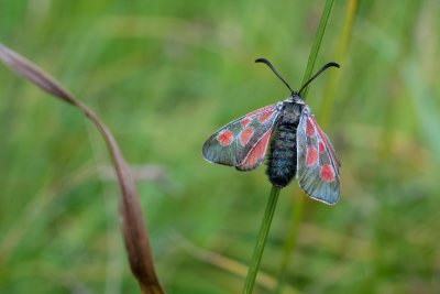 Zygaena exulans (-)