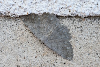 Dicrognophos sartata (-)