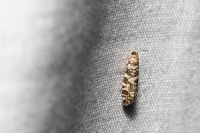 Epinotia tedella (obaleč smrkový)