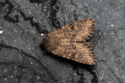 Luperina testacea (travařka hlínožlutá)